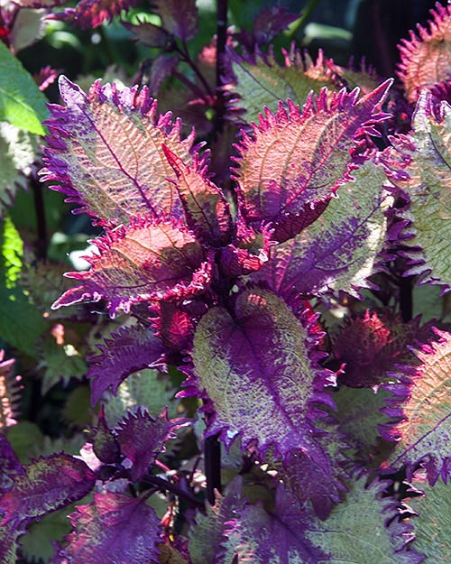 Colourful Coleus