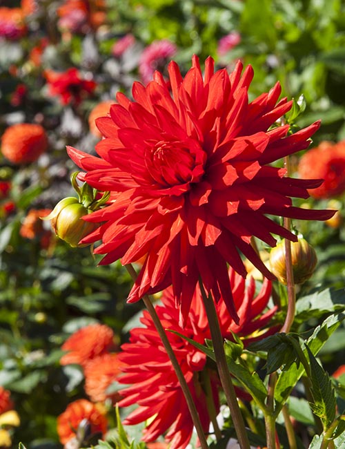 Red Cactus Dahlias