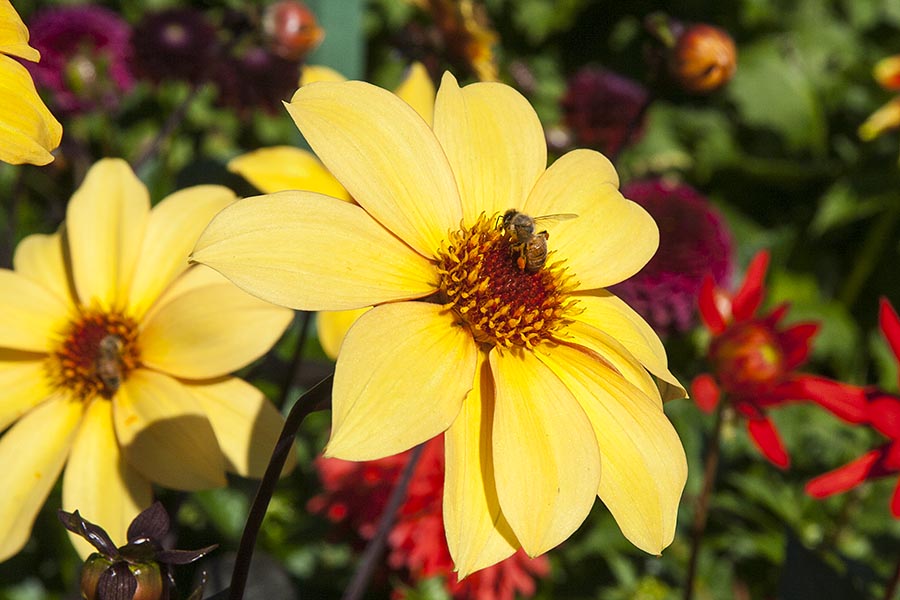 Drinking Dahlia Nectar