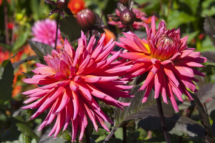Cactus Dahlias