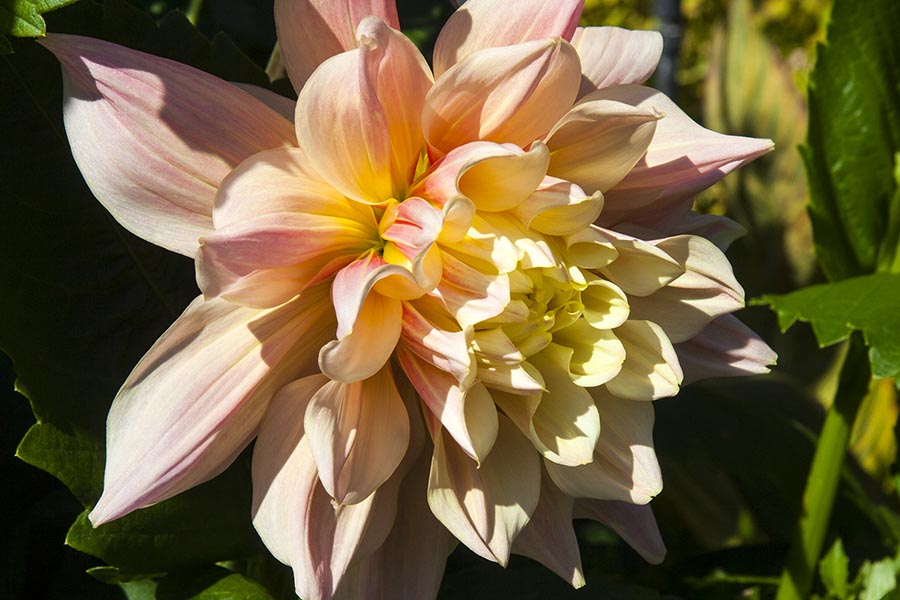 Giant Dinner-Plate Dahlia