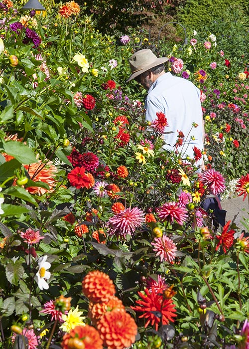 the Dahlia Border