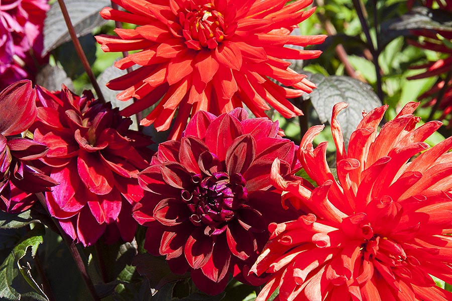 Red Dahlias