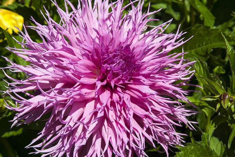 Giant Purple Dahlia