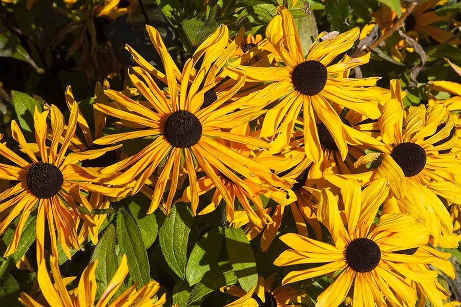 Black-Eyed Susans