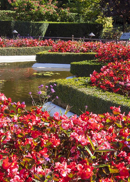 Begonias
