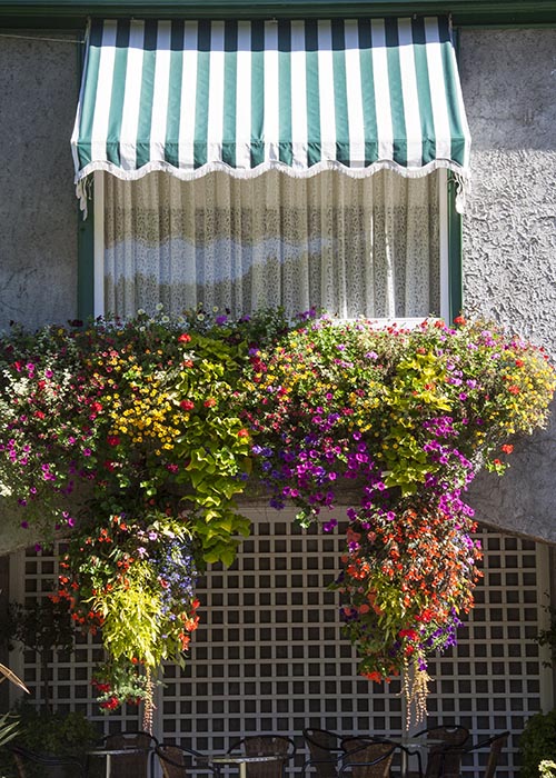 Lush Window Boxes