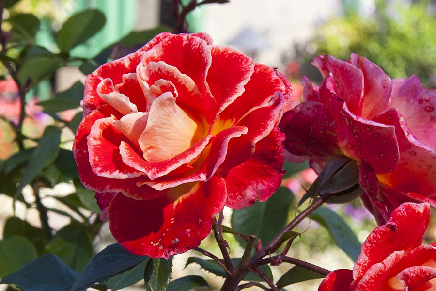 Red Roses
