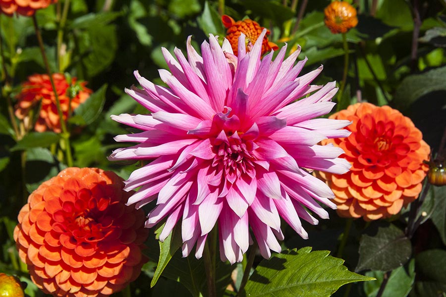Pink Cactus Dahlia with Orange Pom Poms