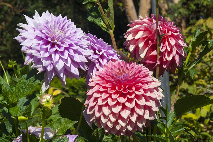 Colourful Pom Poms