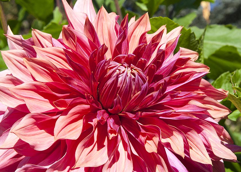 Large Peach Dahlia