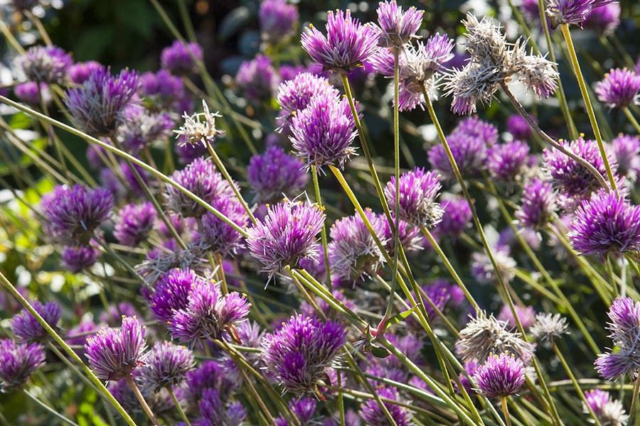 Chives