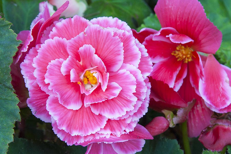 Ruffled Pink Begonia