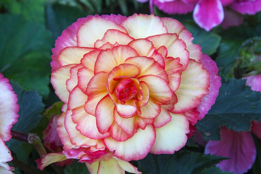 Another Beautiful Begonia