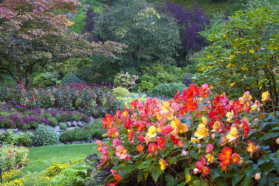 Begonia Border