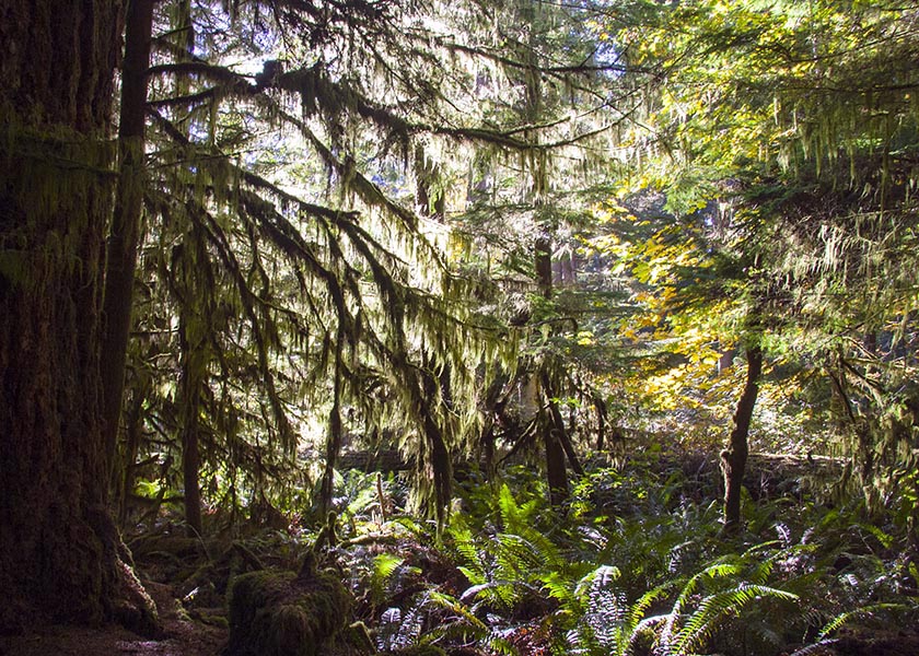 Cathedral Grove