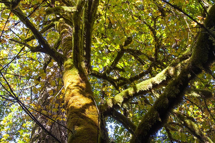 Moss-Covered Tree