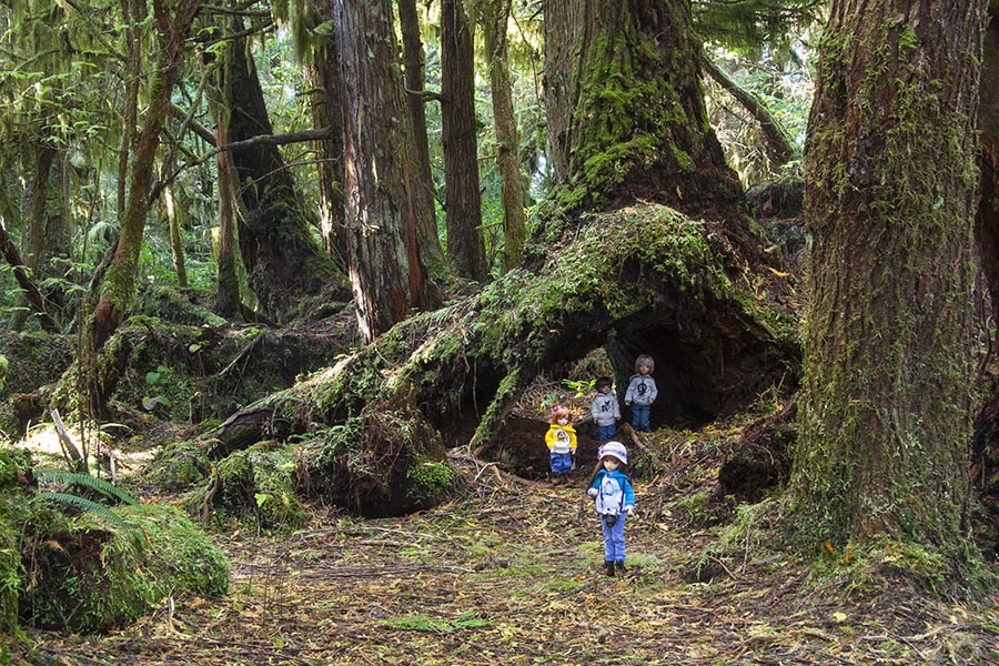 Hiking Through the Rain Forest