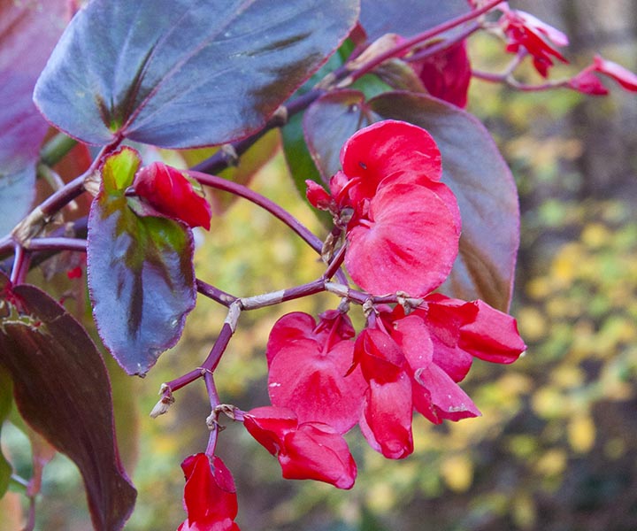 Last Holdout of Summer