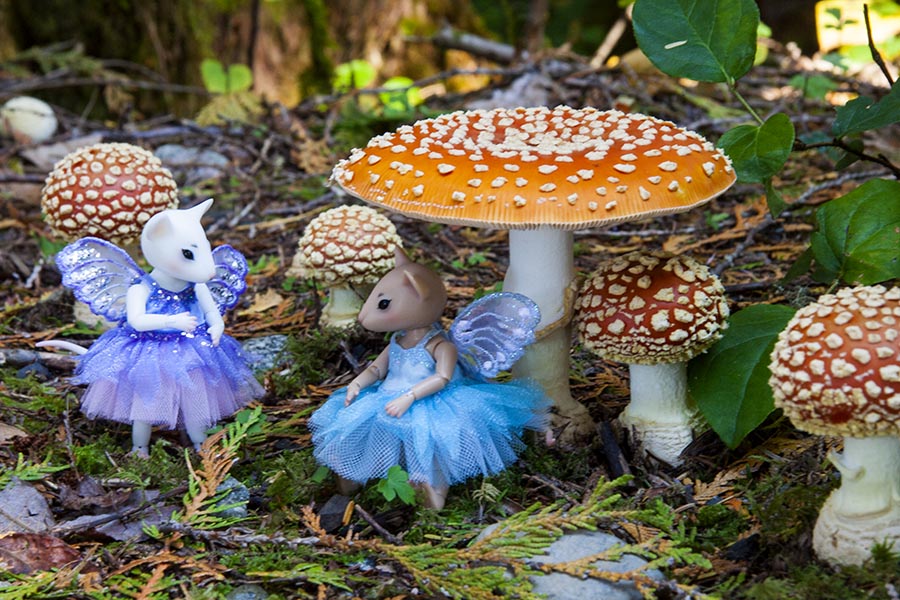Mice and Mushrooms