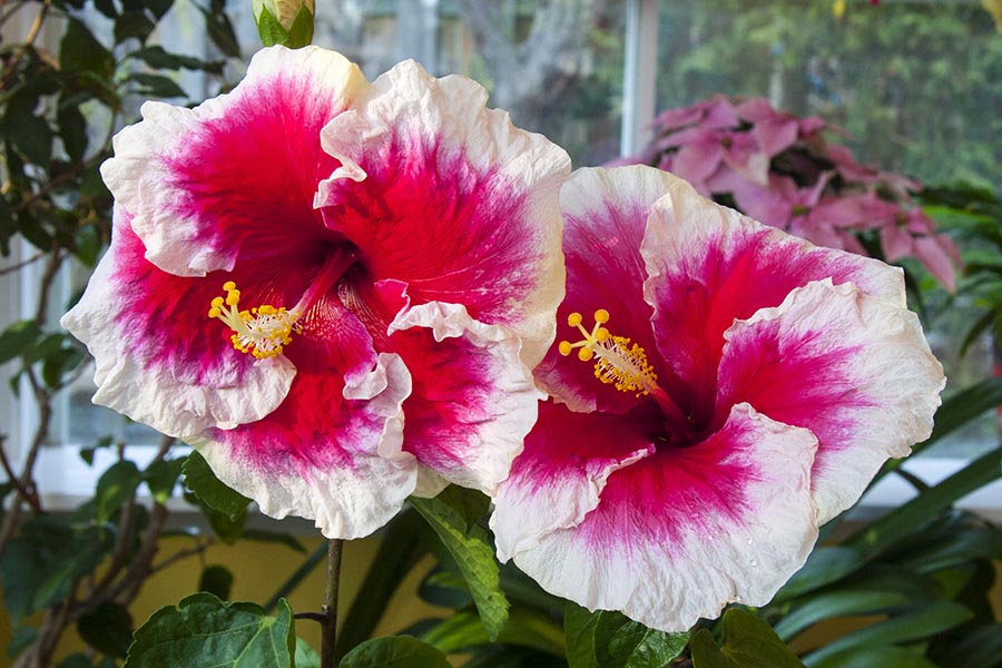 Twin Hibiscus Flowers