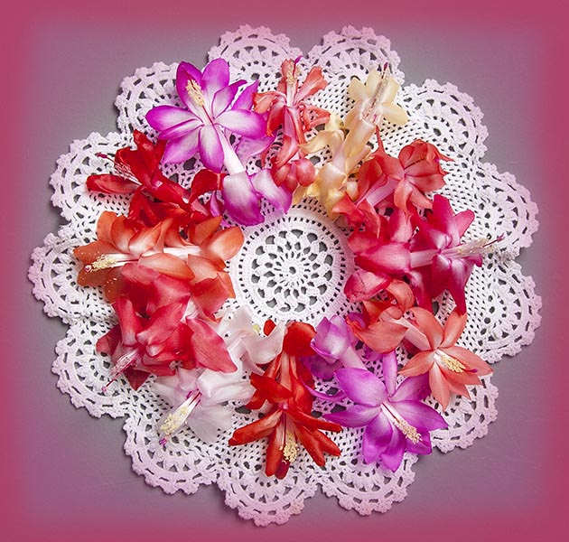 Christmas Cactus Wreath