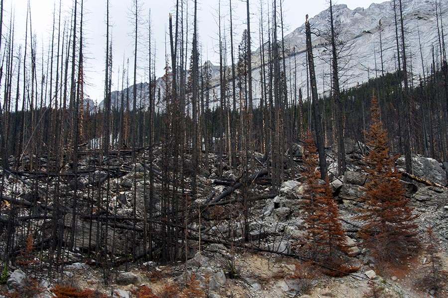 Burned Forest 