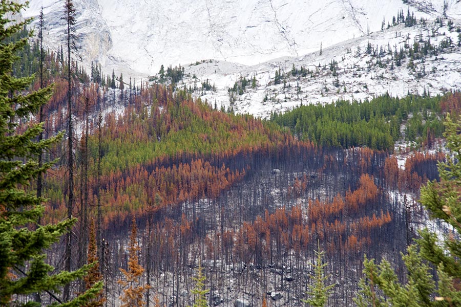 Fire Patterns on the Mountainside