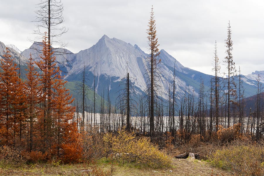 View of Medicine Lake through the Burned Trees