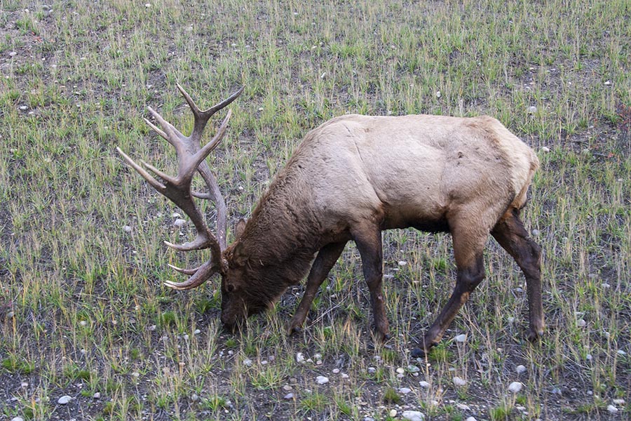 Grazing Elk