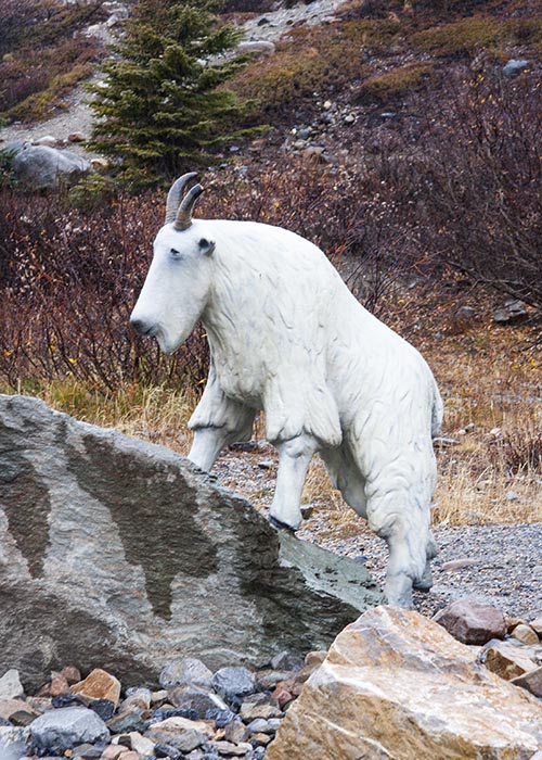 Mountain Goat Carving