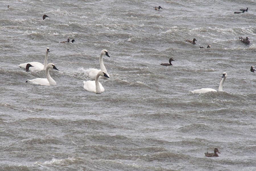 Bobbing on the Waves