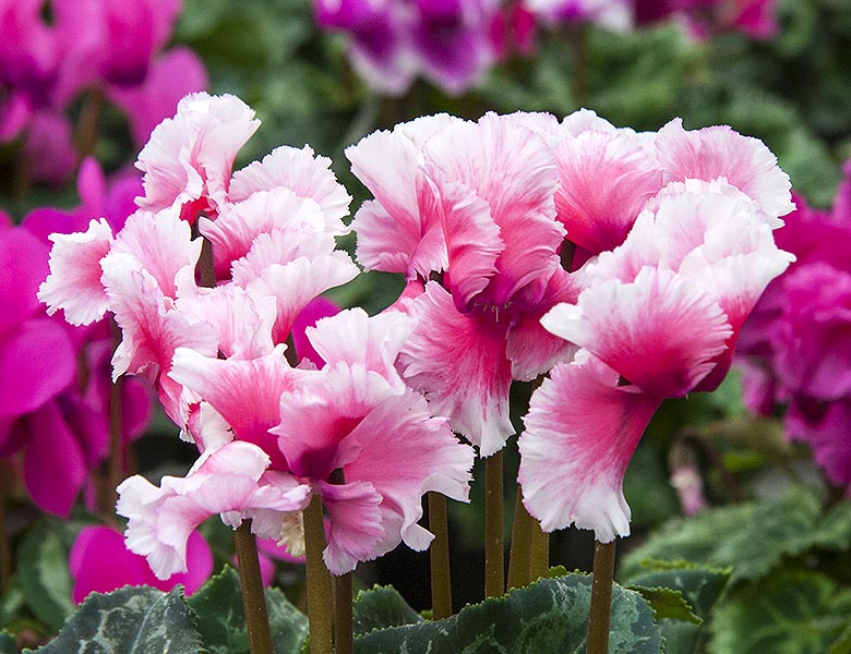 Ruffly Cyclamen