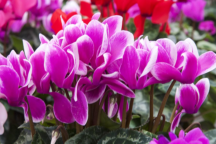 Miniature Cyclamen