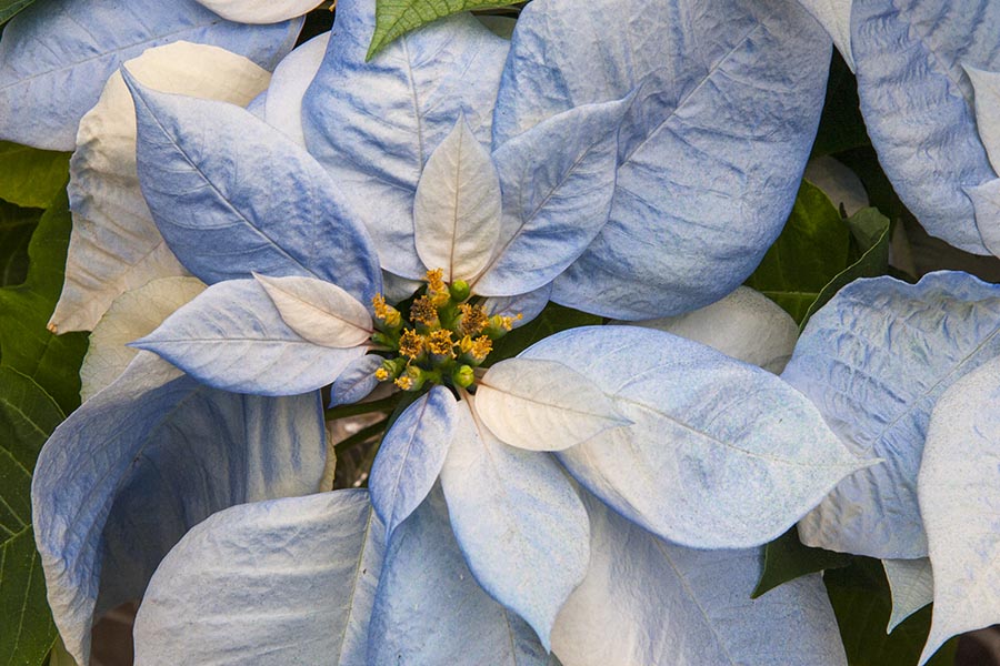 Blue Poinsettias