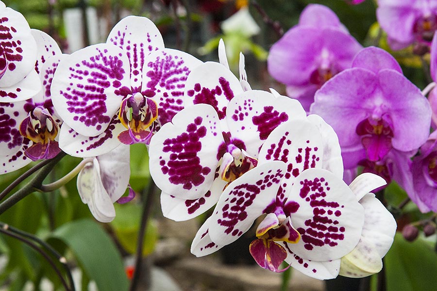 Moth Orchids