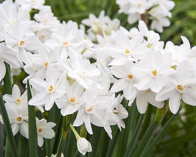 Paper Whites