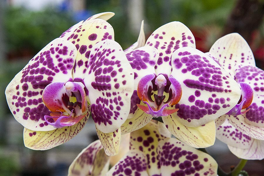 Spotted Moth Orchids