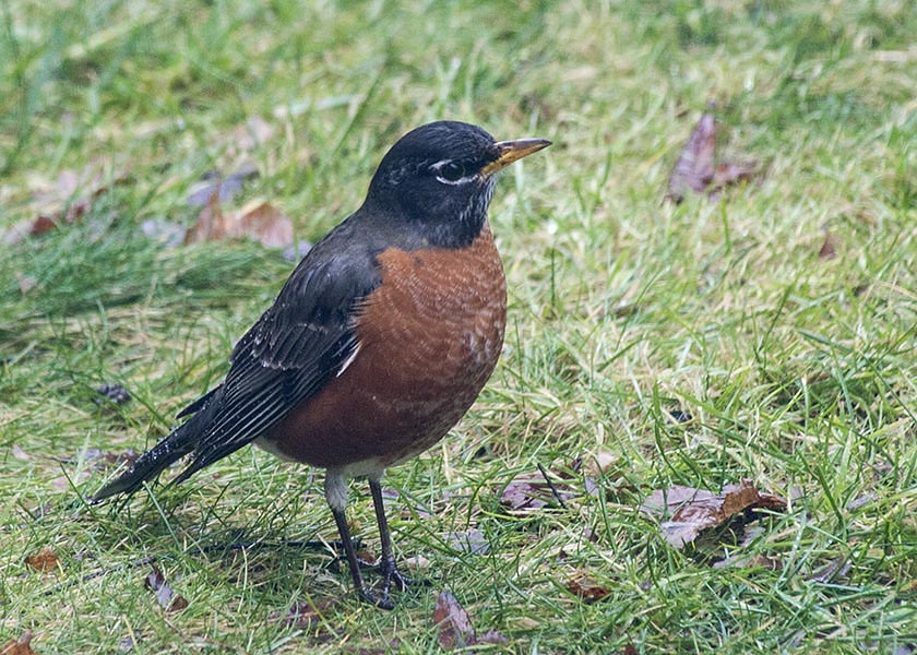Robin in January
