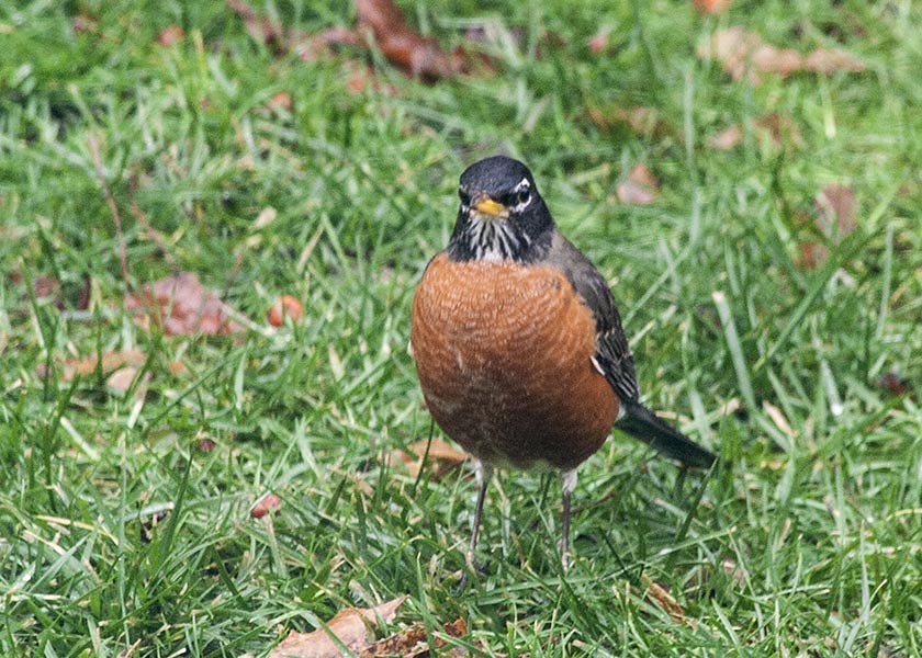 Another Robin