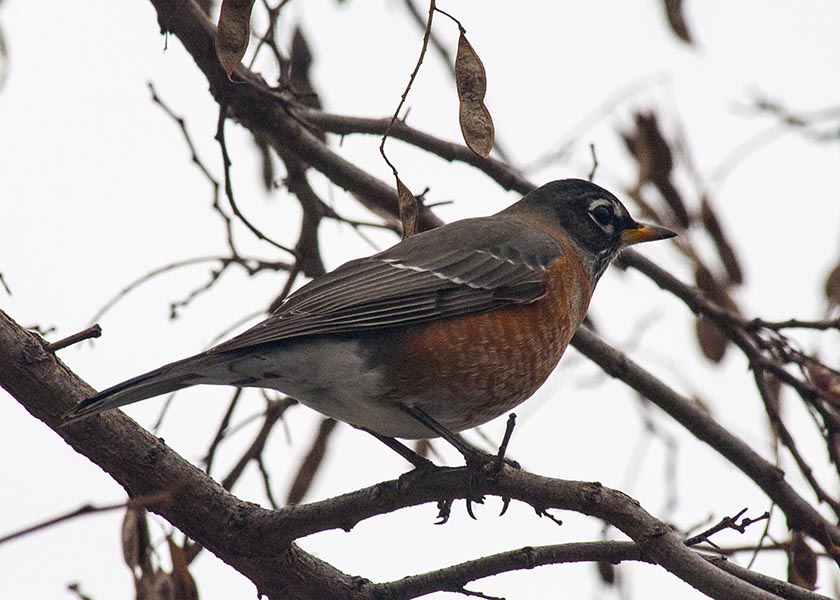 A Robin in the End of January