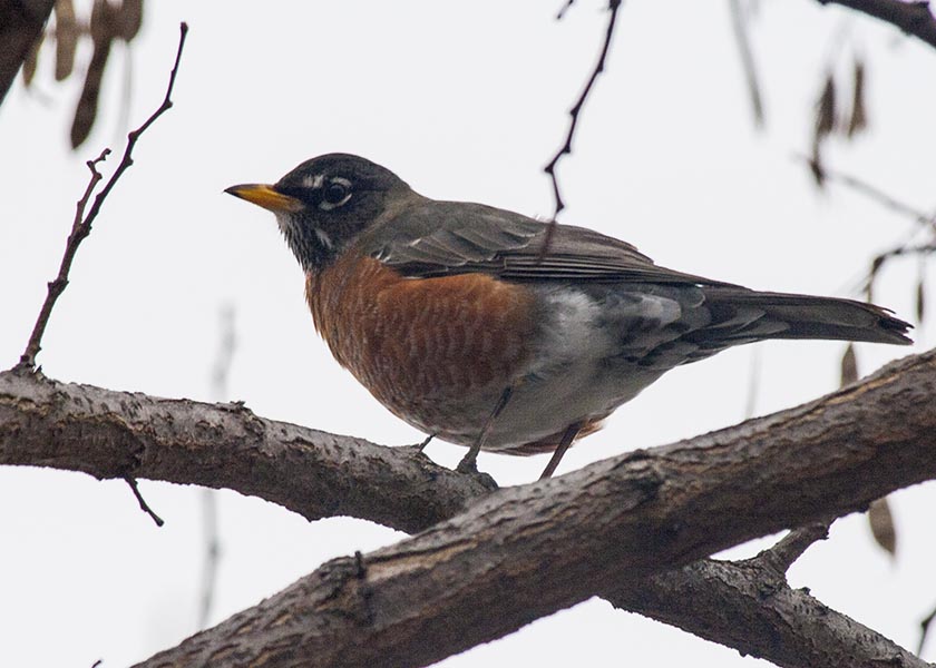 Robin in the Locust Tree