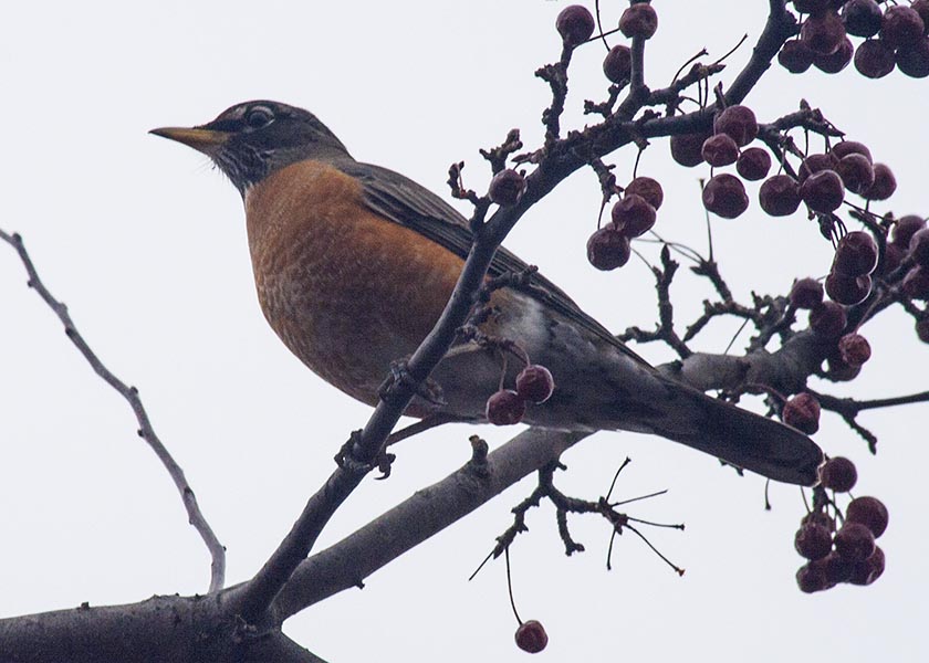 Robin in the Crabapple