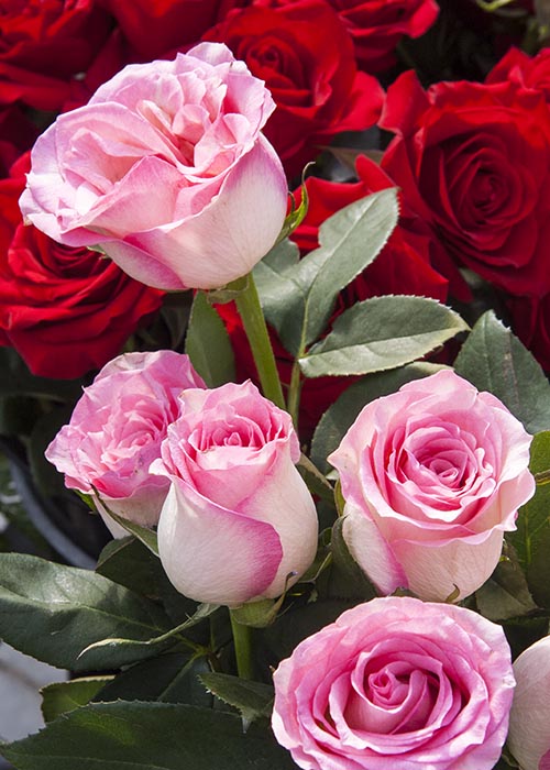 Pink Roses