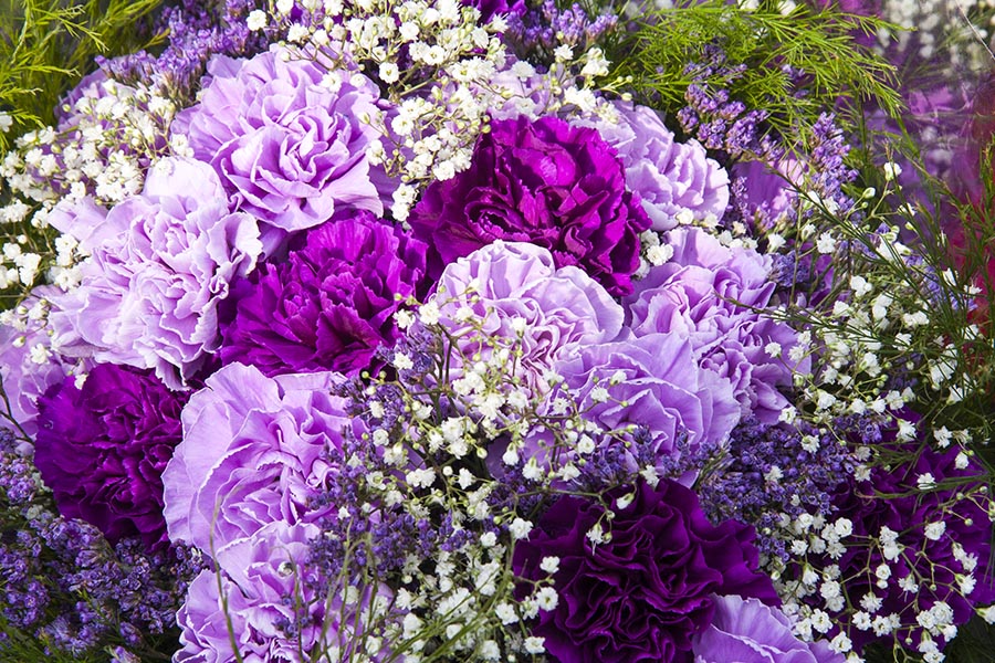 Purple Carnations