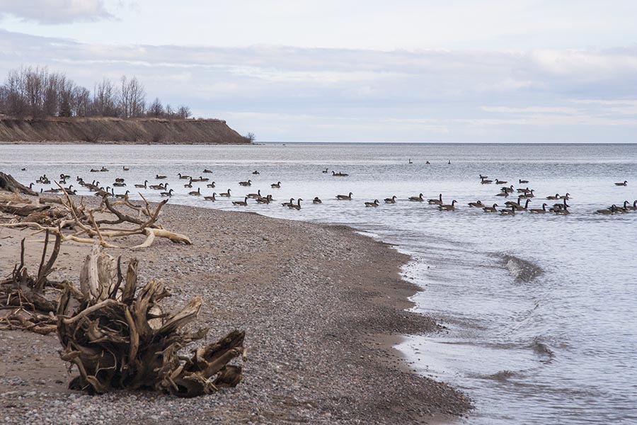 Geese Down at the Lake