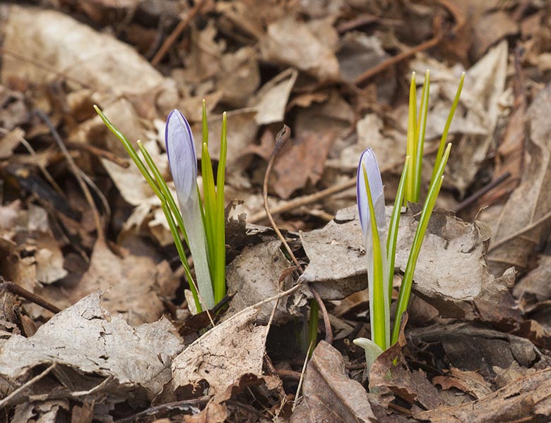 First Sign of Spring!