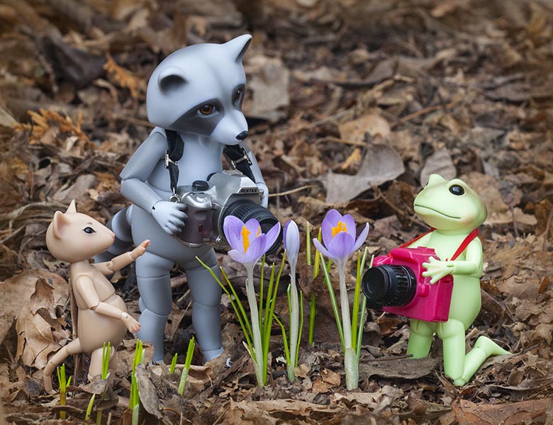 Photographers Excited about the First Spring Flowers