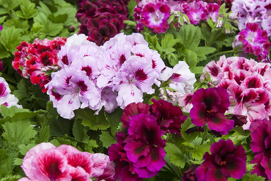 Martha Washington Geraniums