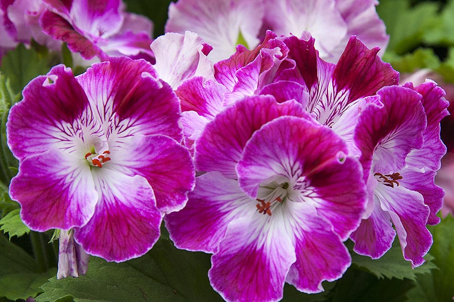 Geranium Close-Up